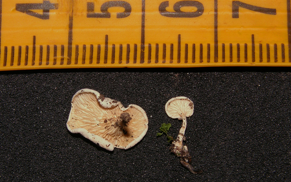 Mah...mi da l''idea di un Clitopilus...